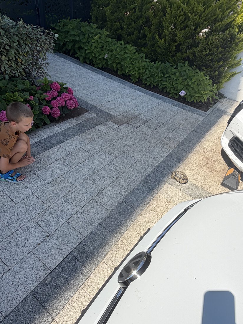 Korytnačka na parkovisku
