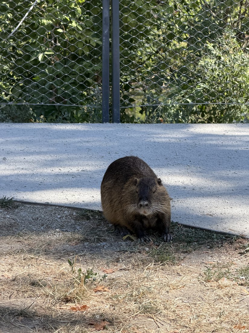 nutria riečna